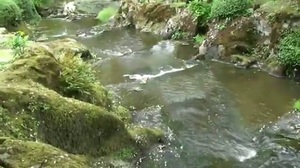 Le parc oriental de Maulévrier