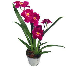 Orchidée