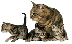 La chatte ronronne pour rassurer ses chatons La chatte ronronne pour rassurer ses chatons