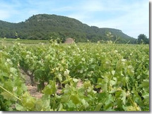 Les vignes du Domaine de la Noria