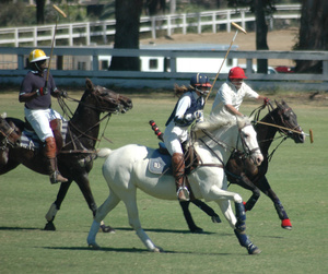 Le Polo, un sport équestre