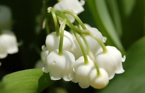 une fleur de muguet