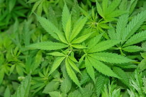 plant de cannabis plant de cannabis