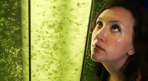 biocarburant biocarburant