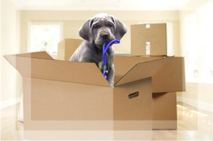 déménagement du chien