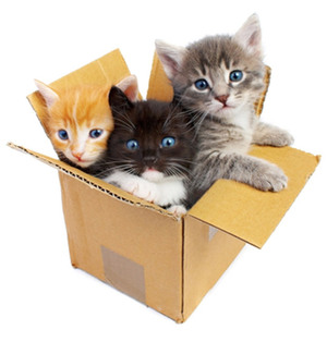 déménagement du chat