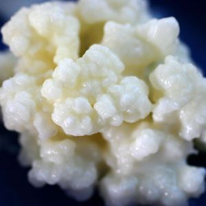 Les grains de kéfir