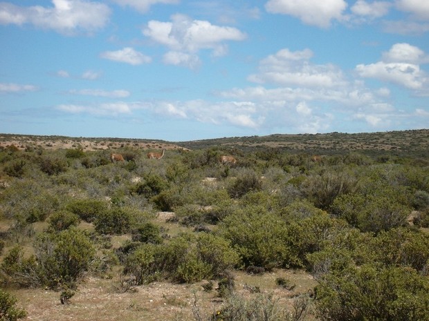 Argentine, Amérique du Sud