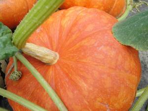 Citrouilles, potirons et courges