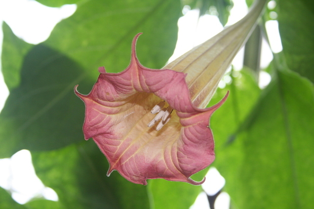 le Datura ou Brugmansia aux grandes fleurs en trompettes