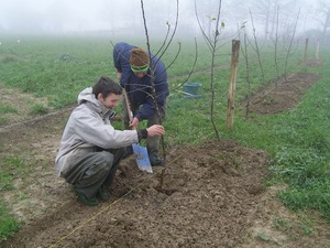 Plantation de l'arbre fruitier