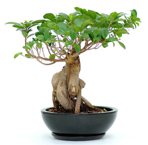 Le ginseng, la plante