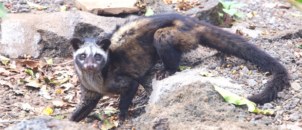Luwak (Paradoxurus hermaphroditus) petite civette asiatique de la famille des viverridés Luwak (Paradoxurus hermaphroditus) petite civette asiatique de la famille des viverridés