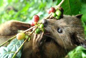 Luwak, civette asiatique Luwak, civette asiatique