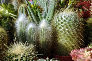 Le cactus sous toutes ses formes Le cactus sous toutes ses formes