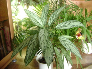 Plante d'ombre : Aglaonema Commutatum Plante d'ombre : Aglaonema Commutatum