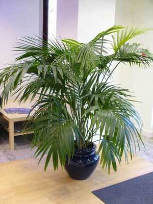 Plante d'intérieur, le kentia Plante d'intérieur, le kentia