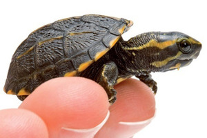 Nouveaux Animaux de Compagnie, le livre