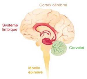cerveau d'un enfant autiste cerveau d'un enfant autiste