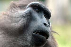 Les babouins, nos cousins...