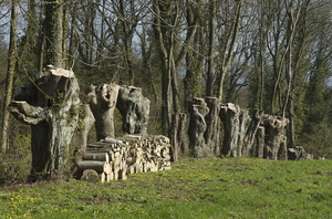 Le bois de chauffage : rentable et propre