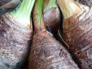 igname de 300 kilos igname de 300 kilos