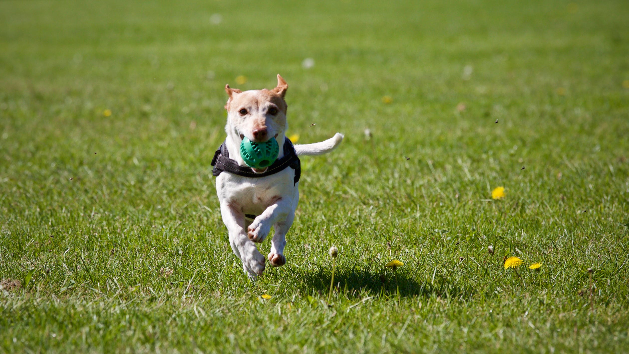 Chien : comment lui faire faire de l’exercice ?