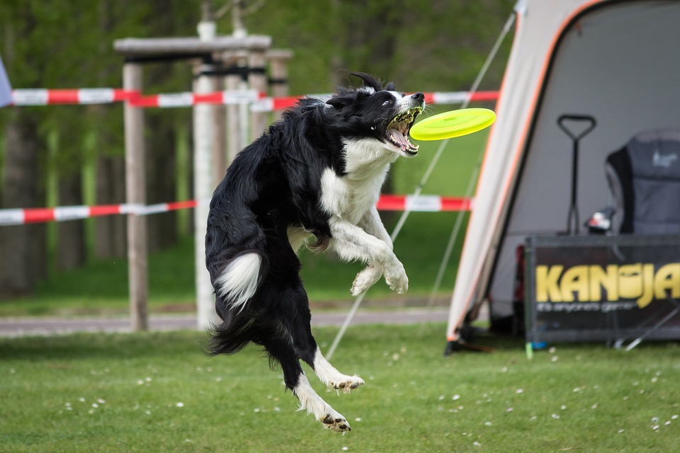 Chien : comment lui faire faire de l’exercice ?