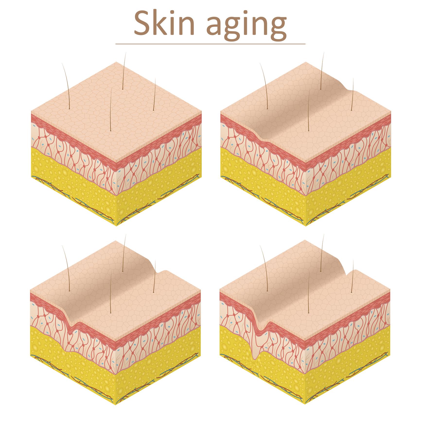 Les collagènes marins pour retrouver l'élasticité de votre peau