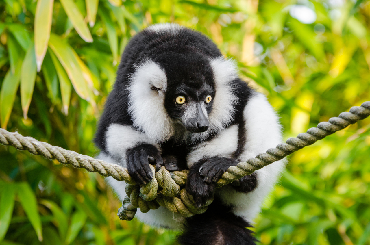 l'indri est une espèce de lémurien en danger critique d'extinction