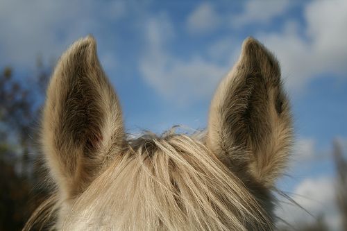 Actu santé : des aides auditives maintenant vendues en pharmacie