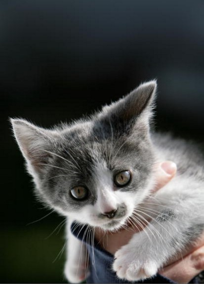 3 conseils pour bien accueillir un chaton