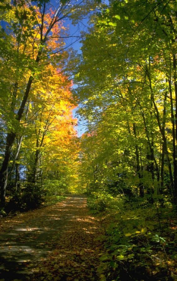 Comment adapter les forêts au changement climatique