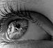 l'Oeil : un organe fascinant