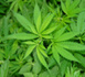 Le cannabis, une fausse douceur