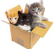 Animaux de compagnies : Aidez-les à déménager !