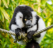 venir à madagascar : 3 endroits pour voir les lémuriens