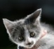 3 conseils pour bien accueillir un chaton