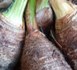 Plante alimentaire : igname de 300 kilos
