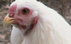 Péférez les poulets de batterie !