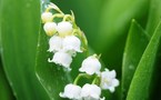 le Muguet du premier Mai : origine, historique et business des fées clochettes