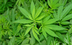 Le cannabis, une fausse douceur