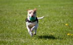 Chien : comment lui faire faire de l’exercice ?