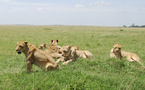 Le Kenya, sauvage eldorado africain