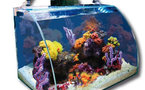 Aquarium : la bulle déco