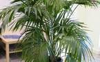 Plante d'intérieur : Le kentia obtient la palme de la déco
