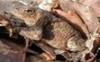 Beelzebufo : nouveau record du monde pour le plus grand fossile amphibien