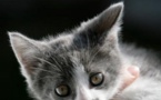3 conseils pour bien accueillir un chaton