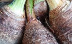 Plante alimentaire : igname de 300 kilos