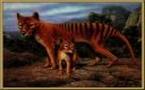 Melbourne : le tigre de Tasmanie ressuscité